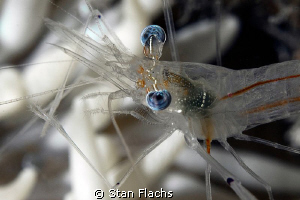 Shrimp with blue eyes by Stan Flachs 